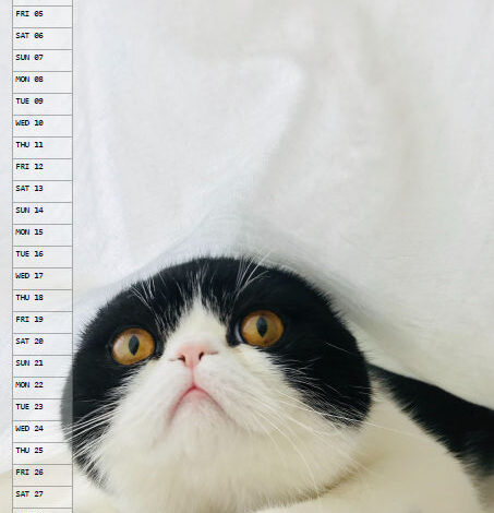 Cats Calendar - July 2024