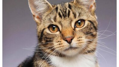 365 Days Of Cats Calendar 2026