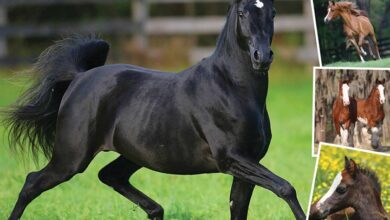 365 Days Of Horses Calendar 2026