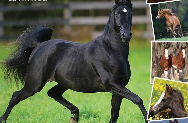 365 Days Of Horses Calendar 2026