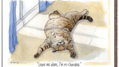 Alison's Animals Recharging Cat Coaster