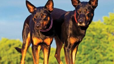 Australian Kelpies Calendar 2026