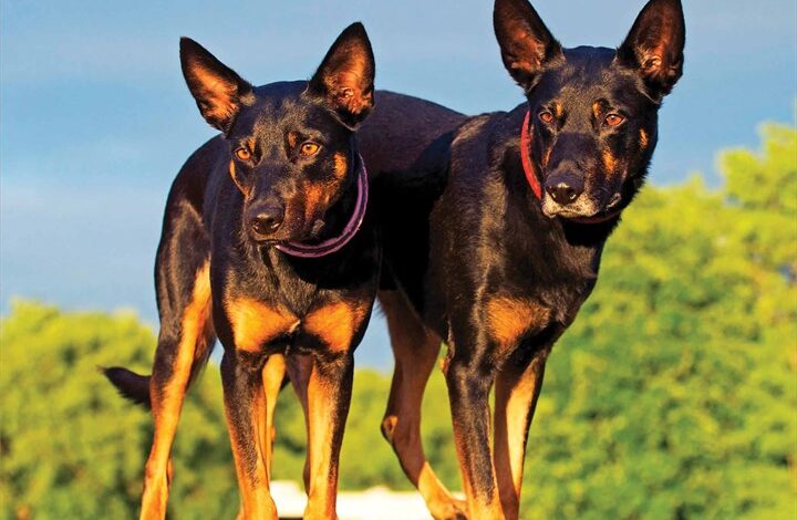 Australian Kelpies Calendar 2026