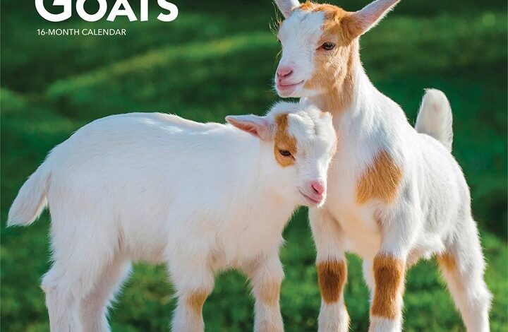 Baby Goats Calendar 2026