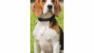 Beagle Slim Calendar 2026
