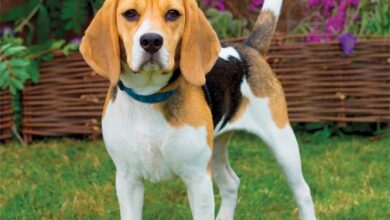 Beagles Calendar 2026