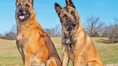 Belgian Malinois Calendar 2026