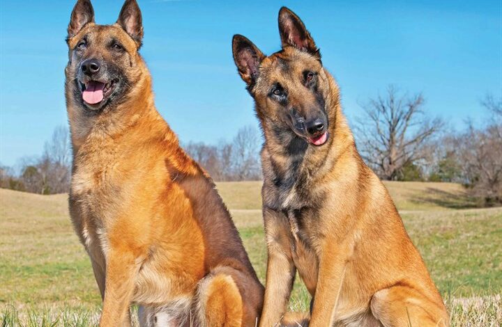Belgian Malinois Calendar 2026