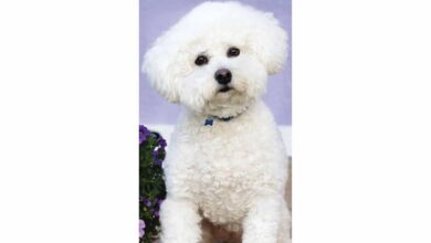 Bichon Frisé Slim Calendar 2026