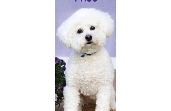 Bichon Frisé Slim Calendar 2026