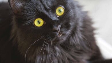 Black Cats Calendar 2026