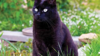 Black Cats Mini Calendar 2026