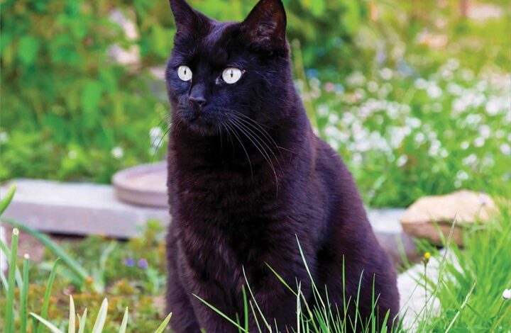 Black Cats Mini Calendar 2026