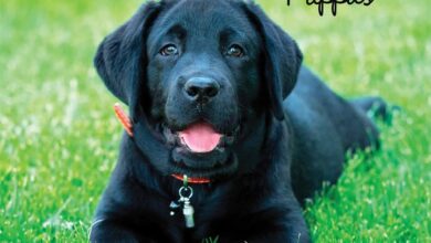 Black Lab Puppies Calendar 2026