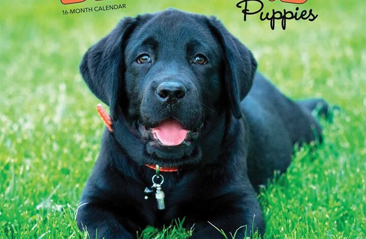 Black Lab Puppies Calendar 2026