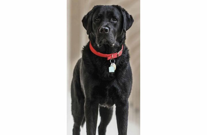 Black Labrador Retriever Slim Calendar 2026