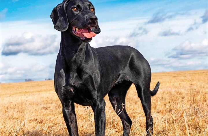Black Labs Calendar 2026