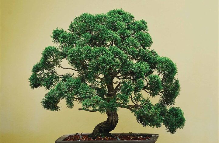 Bonsai Calendar 2026