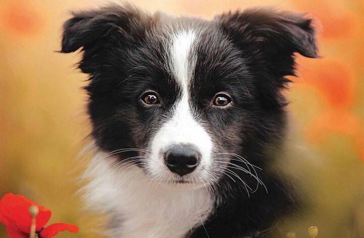 Border Collie Puppies Mini Calendar 2026
