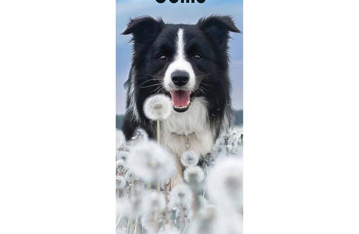 Border Collie Slim Calendar 2026