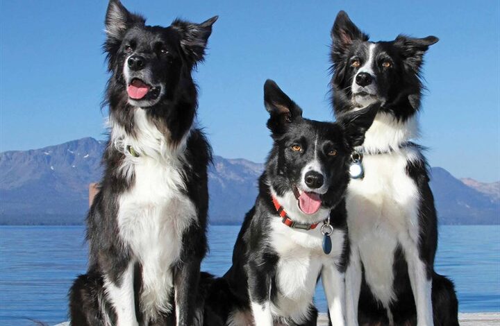 Border Collies Calendar 2026