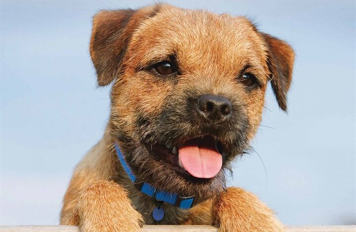 Border Terrier Puppies Mini Calendar 2026