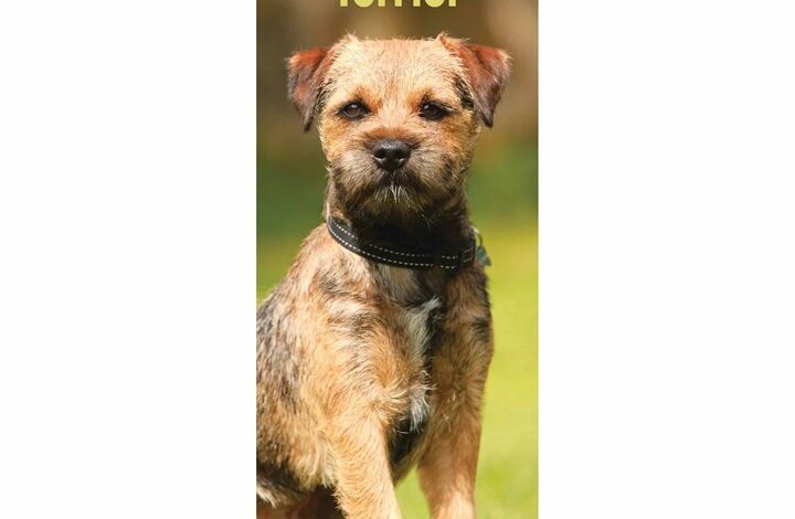 Border Terrier Slim Calendar 2026