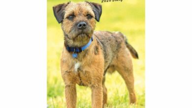 Border Terrier Slim Diary 2026