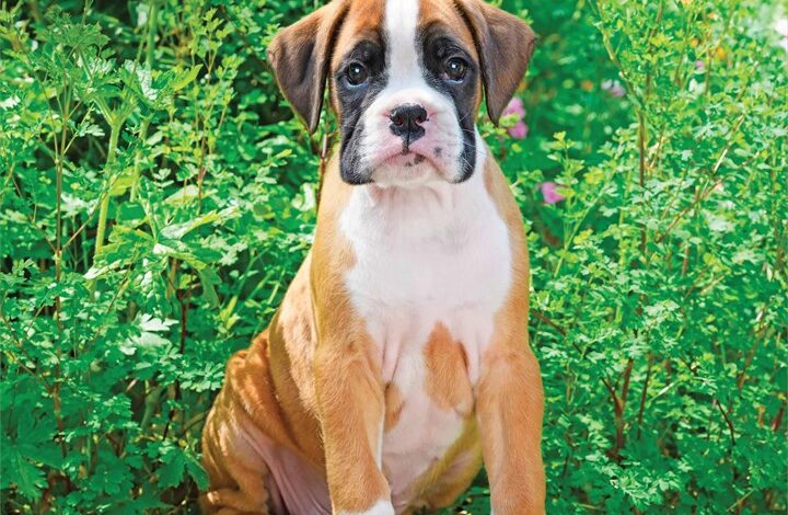 Boxer Puppies Mini Calendar 2026