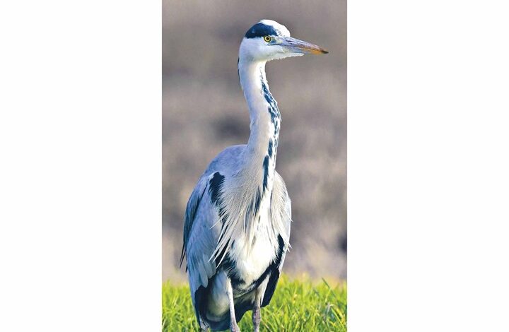British Wildlife Slim Calendar 2026