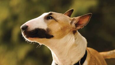 Bull Terriers Calendar 2026
