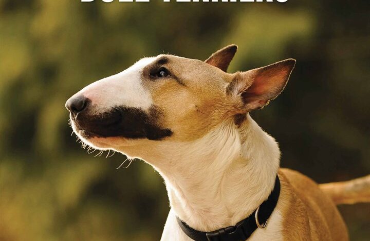 Bull Terriers Calendar 2026