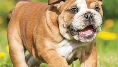 Bulldog Puppies Calendar 2026