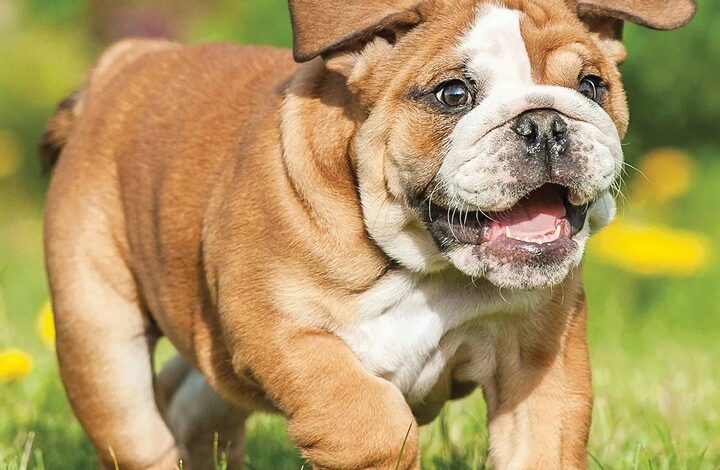 Bulldog Puppies Calendar 2026