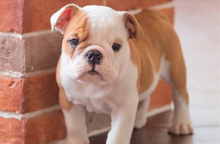 Bulldog Puppies Mini Calendar 2026