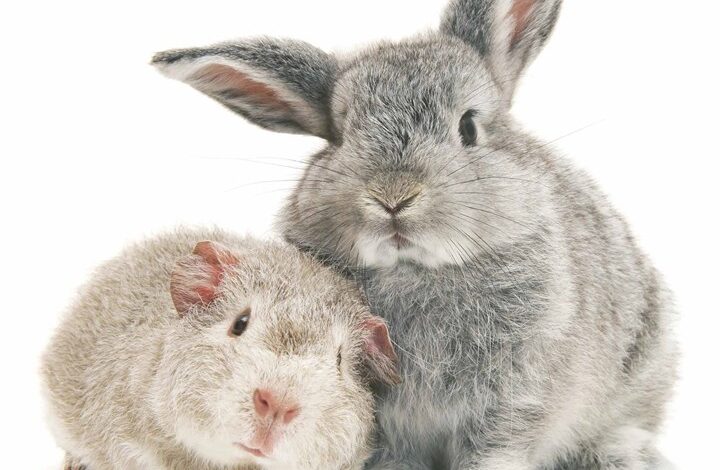 Bunnies & Friends Calendar 2026