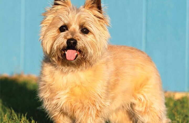 Cairn Terriers Calendar 2026