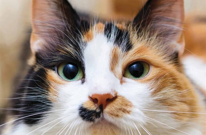 Calico Cats Calendar 2026