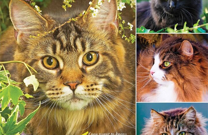 Cat Lovers Calendar 2026