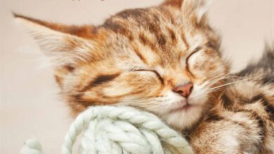 Cat Naps Calendar 2026