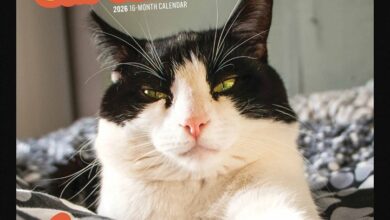 Cat Selfies Calendar 2026