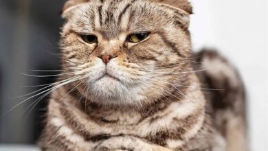 Cat-astrophe Mini Calendar 2026