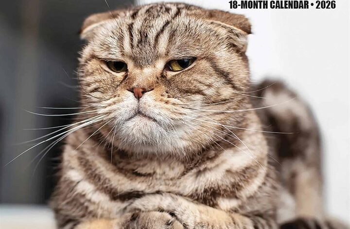 Cat-astrophe Mini Calendar 2026