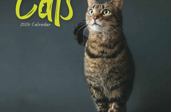 Cats Calendar 2026