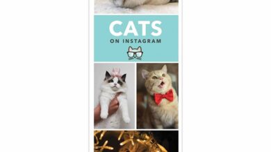 Cats On Instagram Slim Calendar 2026