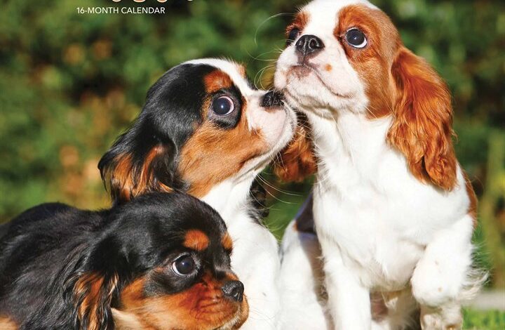 Cavalier King Charles Spaniel Puppies Calendar 2026