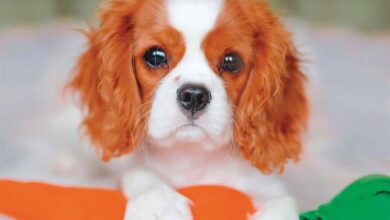 Cavalier King Charles Spaniel Puppies Mini Calendar 2026