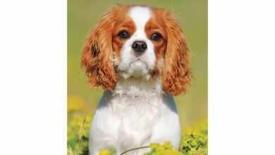 Cavalier King Charles Spaniel Slim Diary 2026