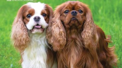 Cavalier King Charles Spaniels Calendar 2026