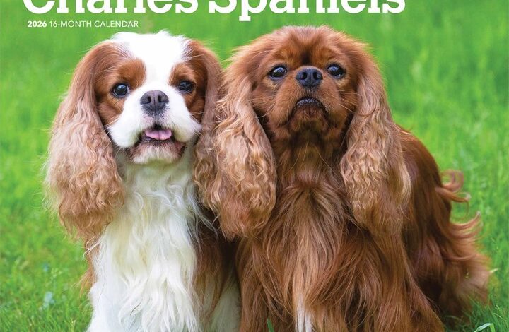 Cavalier King Charles Spaniels Calendar 2026